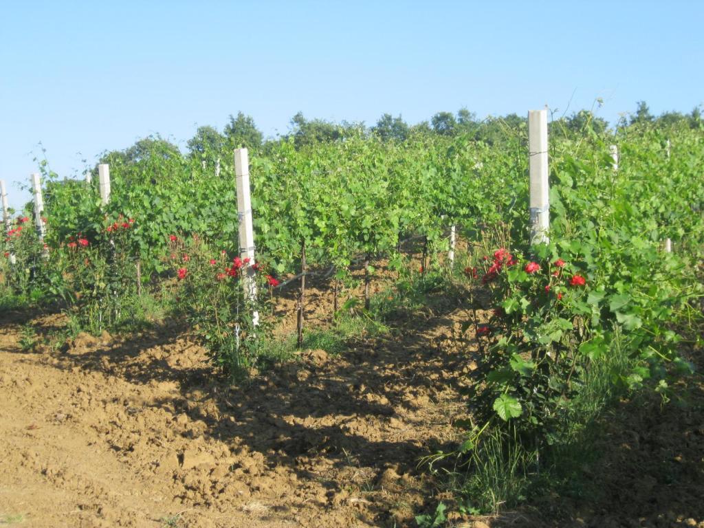 Agriturismo Consalvi Valentina Marsciano Kültér fotó